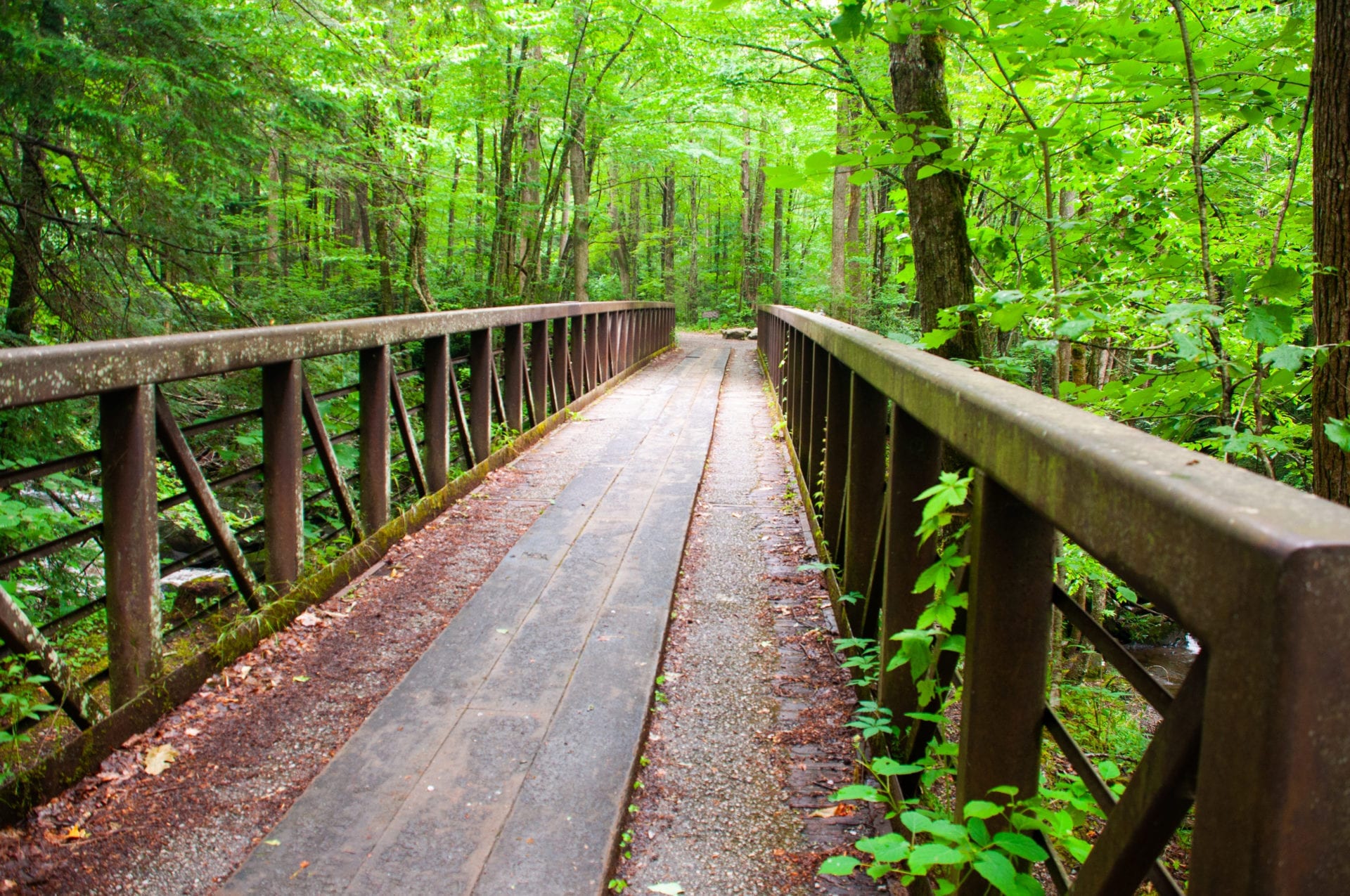 Forest Bridge